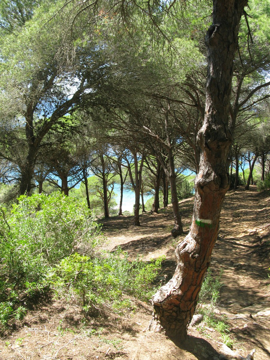 Cádiz forest